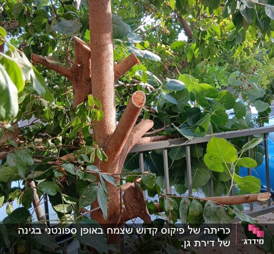 ענפי עץ לאחר גיזום מקצועי עם חתכים גלויים